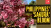 Sakura Blooms in Baguio After 7-Year Wait: Rare Cherry Blossom Spectacle in Philippines