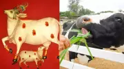Sanatan Dharma: Why Feeding Cows Is a Sacred Practice with Spiritual Benefits