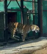 Second Tigress Translocated to Rajasthan's Mukundra Hills Reserve from MP