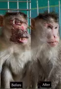 Severely Electrocuted Bonnet Macaque Makes Miraculous Recovery, Returns to Wild