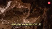 Six Cave-Dwelling Animals That Have Mastered Life in Darkness