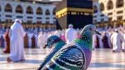 Smart Pigeon in Mecca Uses Sensor to Drink Sacred Zamzam Water, Captivates World