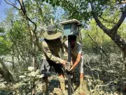 Smart Scarecrows Deployed in Sundarbans to Deter Tigers and Reduce Human-Animal Conflict