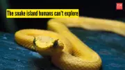 Snake Island: The Truth Behind Brazil's Forbidden Golden Lancehead Viper Sanctuary