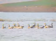 South Bihar Wetlands See Remarkable Surge in Waterbird Populations