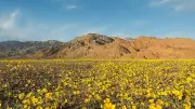 Southern California's Desert Blooms After Wet Winter, But Falls Short of Superbloom