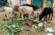 Stray Cattle Menace Cripples Madurai Markets: Vendors Face Losses, Traffic Chaos