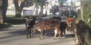 Stray Cattle Menace Escalates on Palampur Roads, Posing Grave Safety Risk
