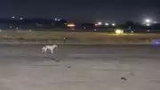 Stray Dog Roams Pune Airport Runway During Flight Operations, Sparks Safety Concerns