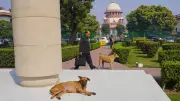 Supreme Court's Stray Dog Order Sparks Constitutional Debate Over Parliamentary Law