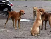 Surat Launches Comprehensive Dog Population Survey Following Supreme Court Directives