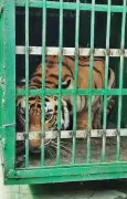 Surat Zoo Welcomes Royal Bengal Tiger Pair in Major Animal Exchange with Nandankanan