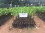 Tamil Nadu Launches Urban Greening Policy to Boost Green Cover and Climate Resilience