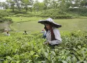 Tea Board Mandates Quality Testing for All Imports from May 1 to Curb Influx