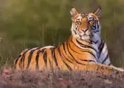 Telangana Forest Department Deploys Drones to Monitor Tiger Near Hyderabad Village