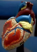 Thane Traffic Police Creates Green Corridor for Heart Transplant on Valentine's Day