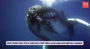 The 52-Hertz Whale: From Lonely Legend to Scientific Mystery