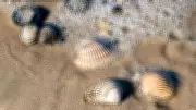 The Secret Life of Seashells: Nature's Architectural Marvels