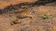 Third Tigress 'Hirkani' Released in Maharashtra's Koyna Wildlife Sanctuary