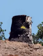 Thiruvananthapuram Loses Over 50 Trees Since June 2025, NGO Audit Reveals