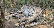Three Cheetah Cubs Born at Kuno National Park in Madhya Pradesh
