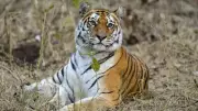 Tiger from Maharashtra Sparks Panic in Rajahmundry, Forest Teams Deployed