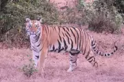 Tigresses Boost Tourism at Maharashtra's Sahyadri Tiger Reserve