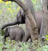 Tourism Construction Fragments Kerala Elephant Corridors, Worsens Human-Wildlife Conflict
