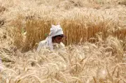 Unseasonal February Heatwave Sparks Wheat Crop Concerns in Punjab and Haryana