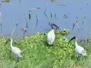 UP Advances 'One District One Wetland' Vision with Deogarh Nature Festival