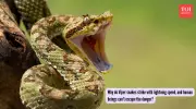 Viper Strike Speed: Why Human Reflexes Can't Match Nature's Ballistic Attack