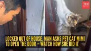 Viral Video Shows Cat Opening Door for Locked-Out Owner, Sparks Online Frenzy