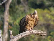 Vulture Release in Melghat Attracts Wild Flock, Boosting Conservation