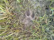 Wandering Tiger Strikes Again in Telangana, Kills Calf in Jangaon District