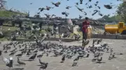 Who Truly Benefits from Development? Delhi's Pigeons Offer a Stark Reflection