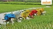 Why India's Agricultural Sector Demands Urgent Policy Attention