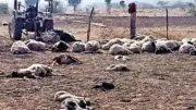 Wild Animal Attack Kills 150 Sheep in Jaisalmer's Border Village
