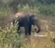 Wild Elephant Strays Into Mandya Banana Plantation, Sparks Panic in Gundapura Village