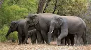 Wild Elephants Reappear in Himachal's Majra Range, Forest Department on High Alert