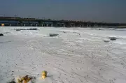 Yamuna River Pollution Returns: Thick Froth Blankets Kalindi Kunj in Delhi
