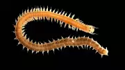 ZSI Discovers Two New Worm Species in West Bengal's Coastal Waters