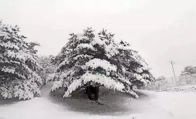 120 Tourists Rescued After Heavy Snowfall Strands Them Near Sandakphu in Darjeeling