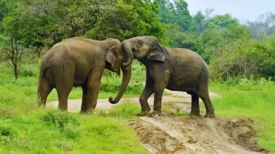 6 Highly Intelligent Animals and Birds After Humans: Where to Spot Them