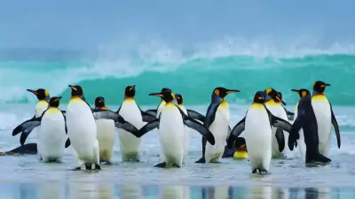 7 Iconic Flightless Birds Worldwide: Best Places to See Them