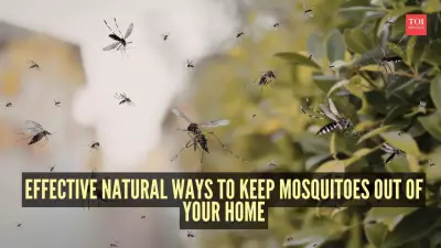 7 Natural Ways to Repel Mosquitoes from Your Home Without Chemicals