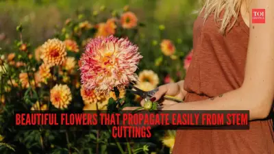 8 Beautiful Flowers That Propagate Easily from Stem Cuttings