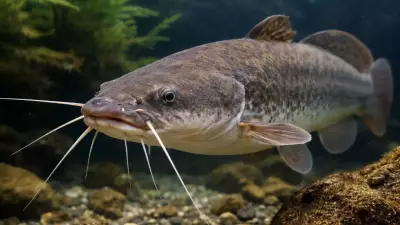 African Sharptooth Catfish 'Walk' on Land in South Africa, Showcasing Evolution