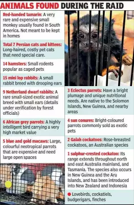 Ahmedabad Crime Branch Busts Major Exotic Animal Breeding Racket in Residential Flat