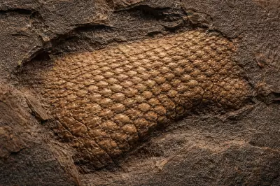 Ancient 289-Million-Year-Old Reptile Skin Fossil Found in Oklahoma Rewrites Evolutionary History