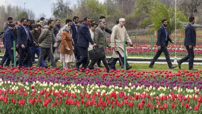 Asia's Largest Tulip Garden Opens in Kashmir, Boosting Tourism Hopes